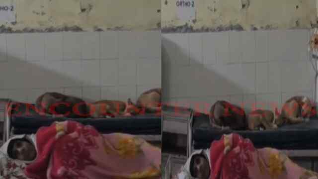 Medical College के Ortho Ward में मरीजों के बिस्तर पर सो रहे कुत्ते, देखें वीडियो