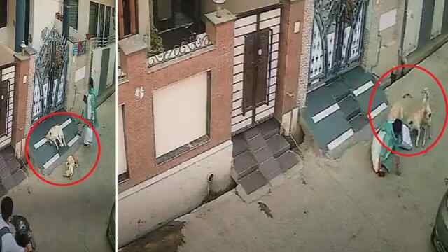 घर के बाहर बैठे कुत्तों ने महिला को बनाया शिकार, बुरी तरह नोचा