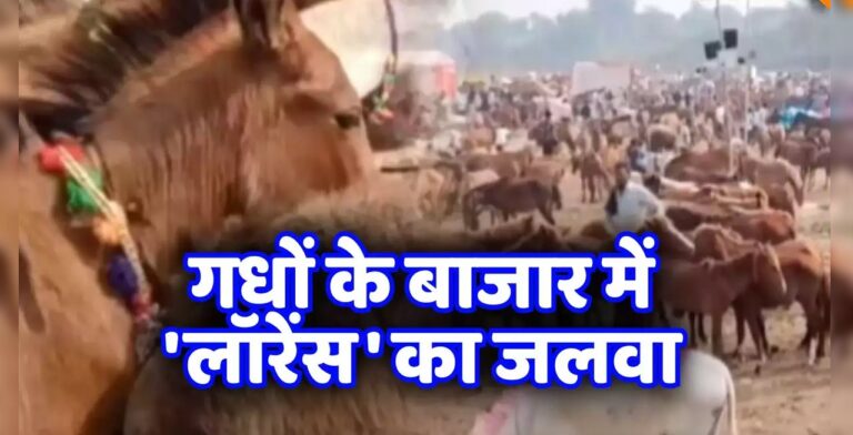 Lawrence Bishnoi के नाम से गधा भी हुआ मालामाल, शाहरुख खान की 80 हजार लगी बोली, तो मेले में नहीं मिले Salman Khan के खरीदार