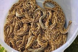 एक घर में मिले Python के 26 बच्चे, मचा हड़कंप