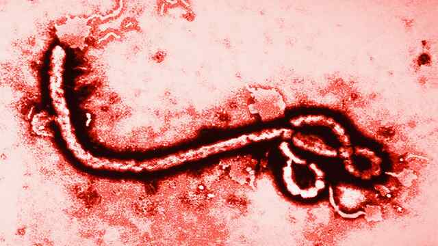 WHO ने Ebola Virus के चलते किया लोगों को अलर्ट, ऐसे हैं इसके लक्षण