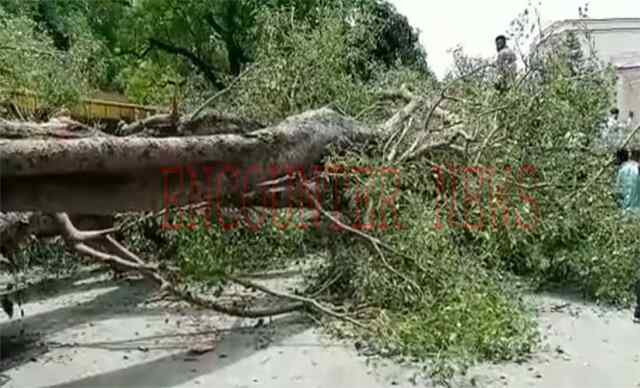 Punjab: पेड़ गिरने से चाचा-भतीजे समेत 3 की मौत