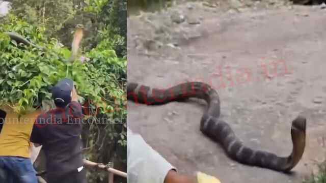 इस इलाके से निकला विशालकाय किंग कोबरा, लोगों में दहशत, देखें वीडियो