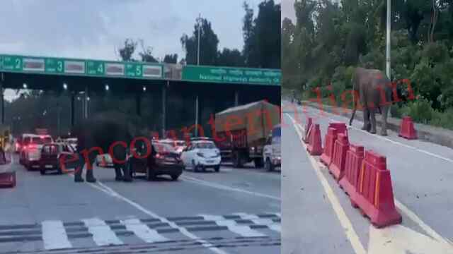 Toll Plaza पर हाथी का तांडव, Car पर किया हमला, मची चीख-पुकार, देखें वीडियो