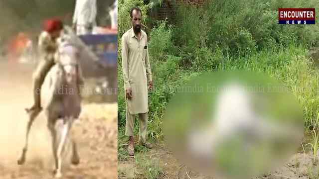 Jalandhar News: करंट लगने से 9 लाख की घोड़ी की मौत, देखें वीडियो