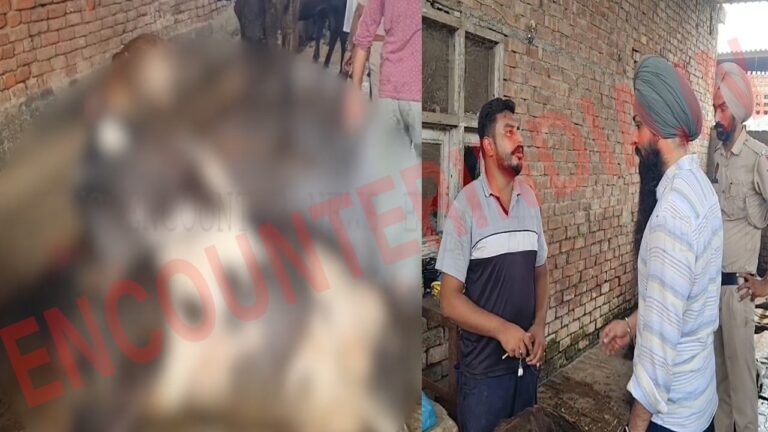 Punjab News: डेयरी मालिक ने गायों को जहरीला पदार्थ देकर मारने के लगाए आरोप, देखें वीडियो
