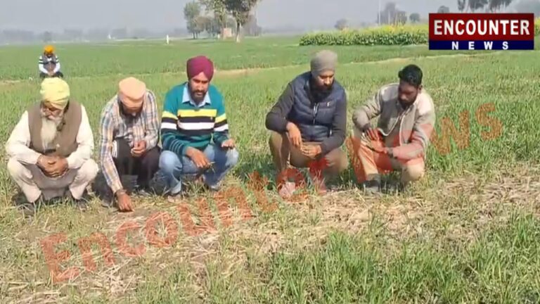 Punjab News: खेतों में गुलाबी सुंडी के हमले से कई एकड़ फसल खराब, देखें वीडियो