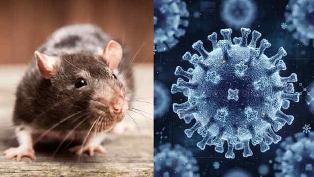 Corona से कितना खतरनाक Hanta Virus, क्या छूने से फैलता है Infection? WHO ने जारी किया Alert