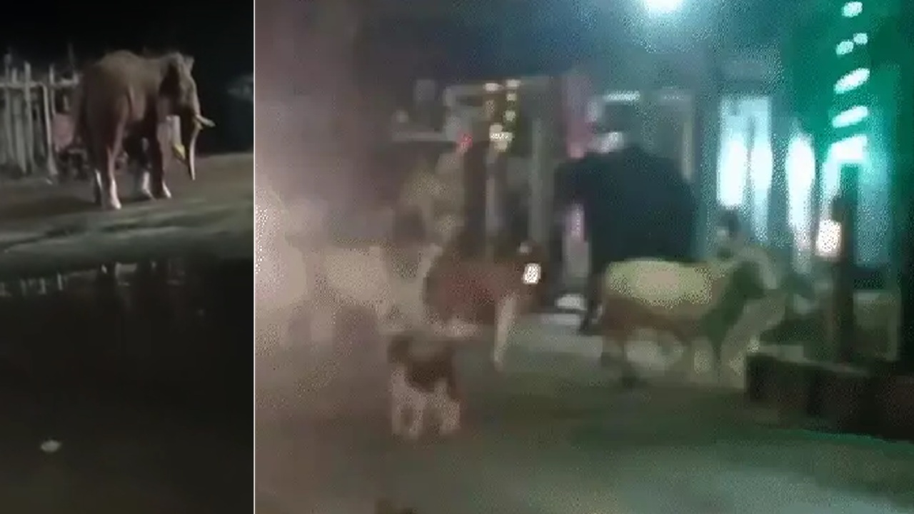 शहर में घुसा हाथी, 2 लोगों पर किया हमला, मचा हड़कंप
