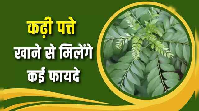 Health Tips : खाली पेट कढ़ी पत्ता चबाना सेहत के लिए किसी वरदान से कम नहीं