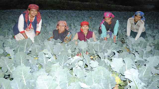 प्राकृतिक खेती से सुदृढ़ हो रही प्रदेश की ग्रामीण अर्थव्यवस्था
