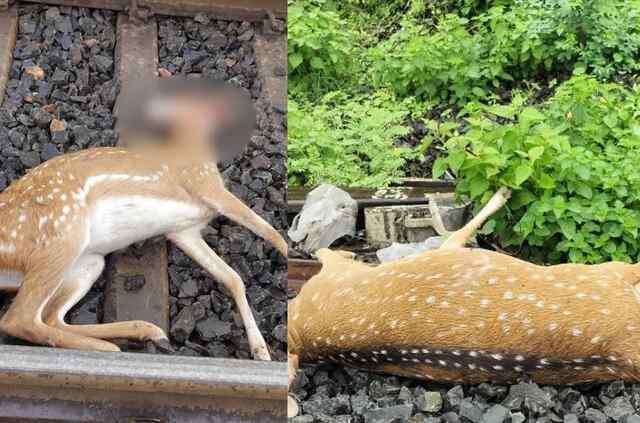 रेलवे ट्रैक पार कर रहा था हिरणों का झुंड, तभी आ गई ट्रेन; 6 की दर्दनाक मौत