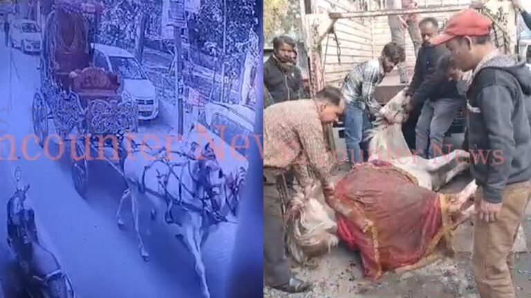 Punjab News: शादी में पटाखों की आवाज से बेकाबू हुई घोड़ियां, खंभे से टकराने से घायल, देखें वीडियो