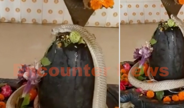 अद्भुत नजाराः शिवलिंग पर जा बैठा सांप, भक्तों का लगा तांता, देखें वीडियो