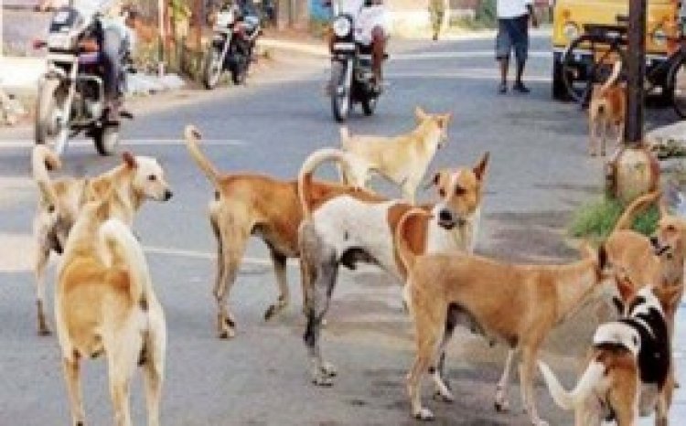 क्रूरता की हदें पारः 11 साल के मासूम को मां-बाप ने 2 साल तक 20 कुत्तों के बीच रखा….