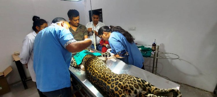 आंचलिक पशु अस्पताल में हो रहे बड़े-बड़े ऑपरेशन, एक वर्ष में 2382 किसान लाभान्वित