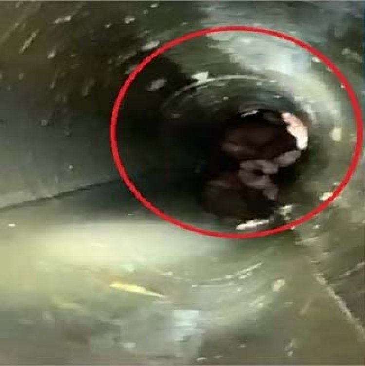 पंजाबः बोरवेल की पाइपलाइन में गिरा 3 साल का बच्चा
