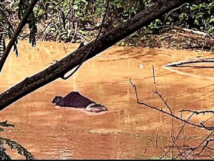 सुखना लेक में तैरती मिली युवक की लाश, मचा हड़कंप