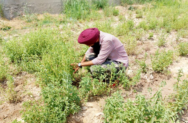सोमभद्रा ब्रांड नेम के तहत स्टीविया की मार्केटिंग को प्रोत्साहित कर रहा जिला प्रशासन
