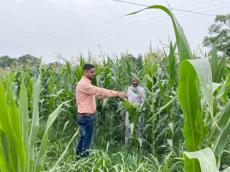 मक्की की फसल को सुंडी की बीमारी से बचाने के लिए अपनाए प्राकृतिक खेती: अंकुश शर्मा