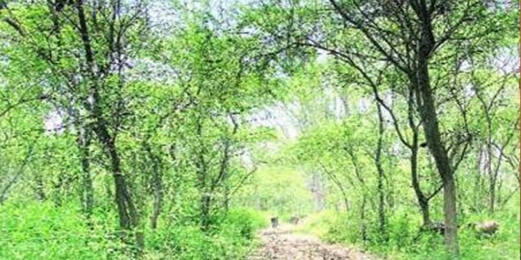 पंजाब मत्तेवाड़ा प्रोजेक्ट को लेकर सीएम भगवंत मान का बड़ा ऐलान