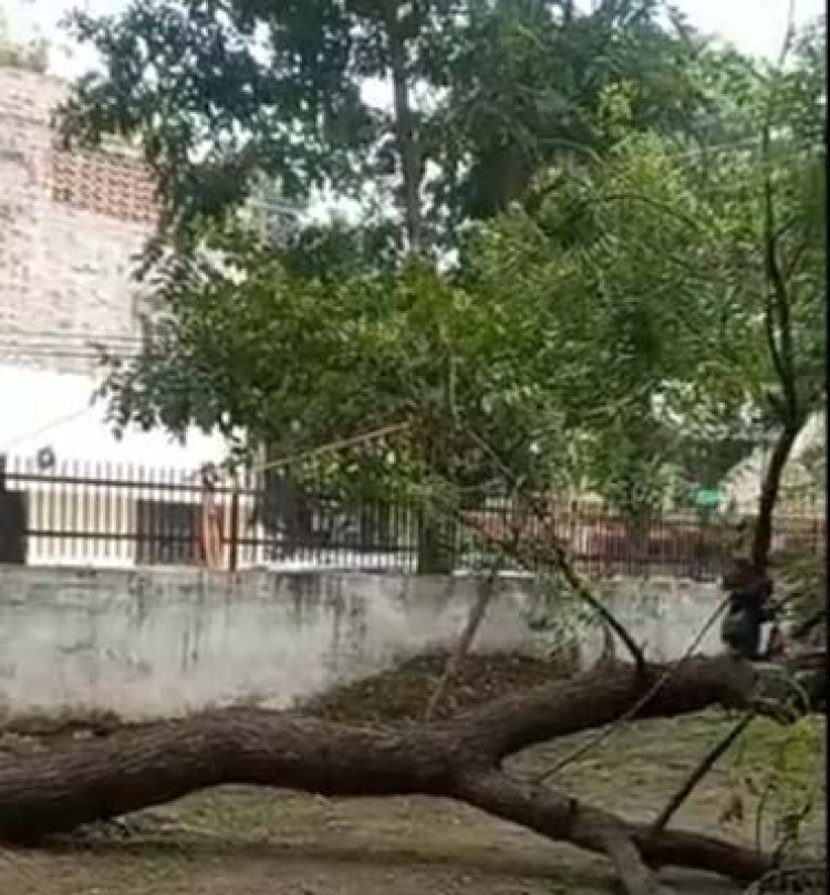 कार्मल कॉन्वेंट स्कूल के बाद अब डिस्पेंसरी में गिरा 30 फुट ऊंचा पेड़