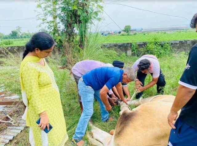 पशु पालन विभाग ने जुलाई माह में पकड़े 38 बेसहारा पशु