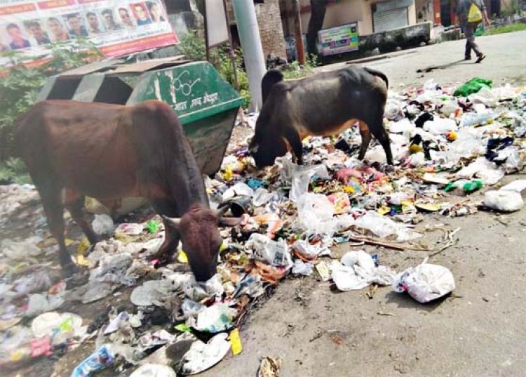 पंजाबः आवारा पशुओं पर पाबंदी को लेकर आदेश जारी, धारा 144 लागू