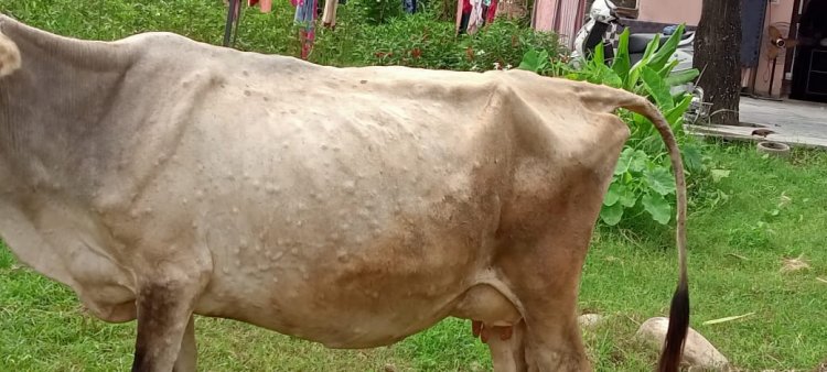 पशुओं को चरम रोग से बचाने हेतू साफ-सफाई का रखें ध्यान: डाॅ सेन