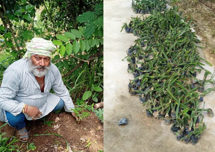 आजीविका उपार्जन के लिए मनरेगा से रोपे गए ड्रैगन फ्रूट के 2700 पौधेः डीसी
