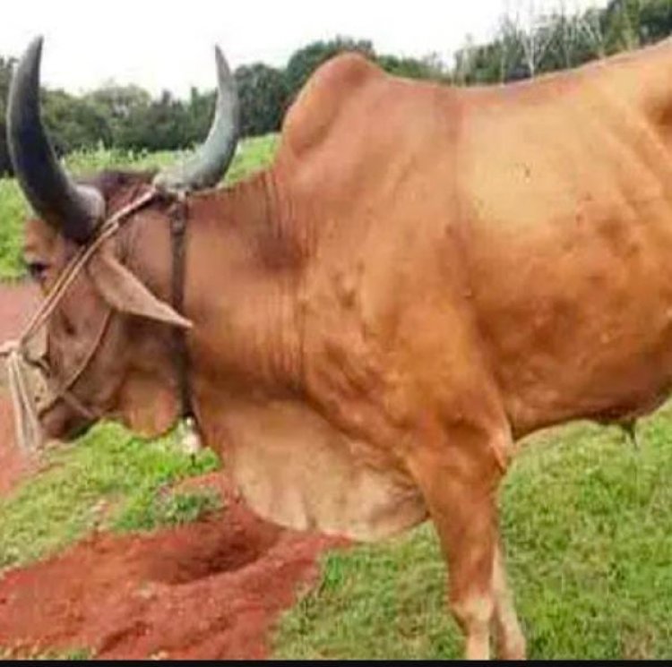 पंजाब में दूध की स्पैशल चैकिंग शुरू