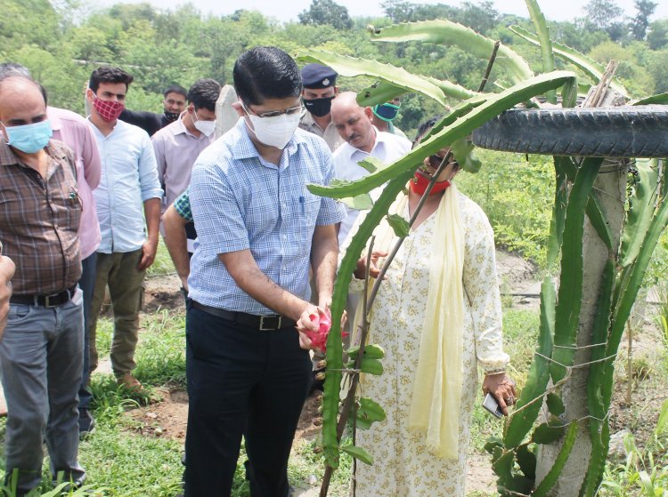 जिला ऊना में लगेगा प्रदेश का पहला ड्रैगन फ्रूट प्रसंस्करण संयंत्र