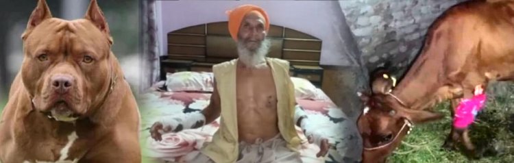 पंजाबः इस जिलें में Pitbull का खौफ, एक दिन में 12 लोगों को सहित जानवरों को किया जख्मी