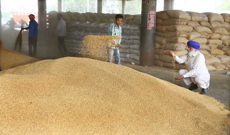 दिवाली से पहले किसानों को सरकार का बड़ा तोहफा, गेंहू और सरसों पर बढ़ाई एमएसपी 