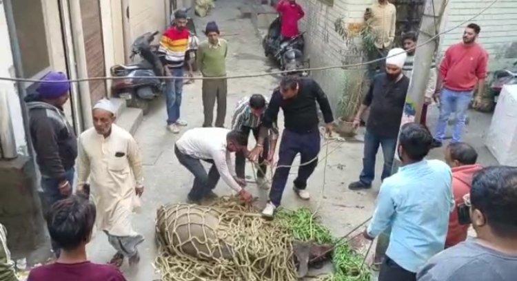 जालंधर: कादे शाह चौक में घुसा सांभर, मचा हड़कंप