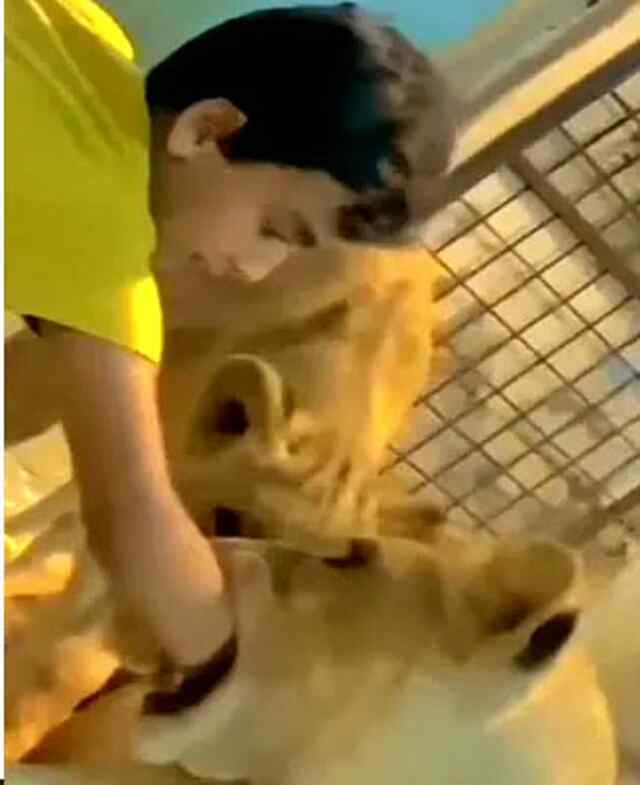 शेर से मस्ती करनी बच्चे को भारी पड़ी,अचानक शेर ने जबड़े में दबा लिया हाथ,  देखे वीडियो 