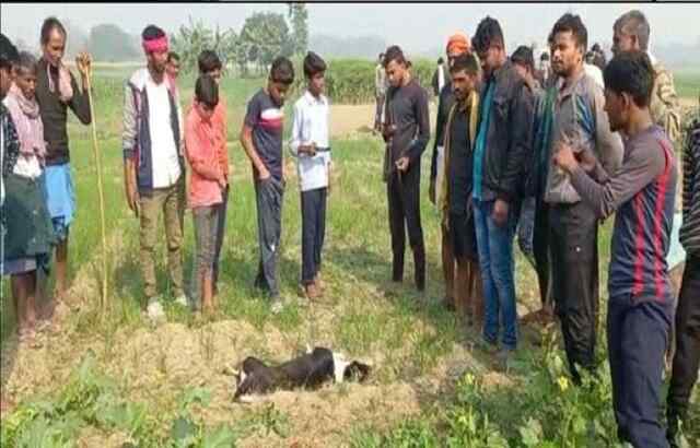 कुत्तों का Encounter: 3 शूटर्स ने चलाई गोलियां, 12 की मौत