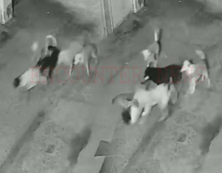 पंजाबः कुत्तों का कहर, गली में बच्चे को बनाया शिकार, देखें CCTV