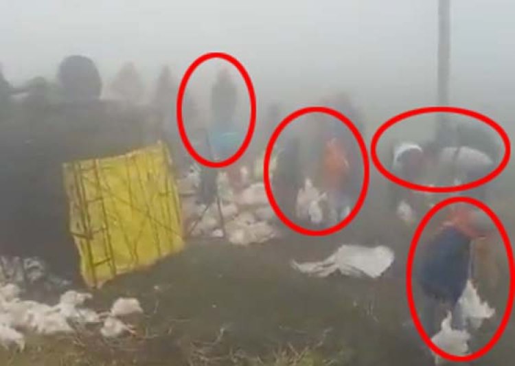 लोगों ने सेब लूटने के बाद मुर्गियों से भरी पिकअप लूटी, देखें वीडियो