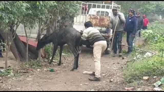 जालंधरः सांबर आने से इलाके में मचा हड़कंप, देखें वीडियो