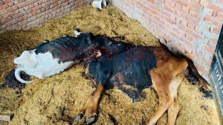 कपूरथलाः संदिग्ध परिस्थितियों में 2 जली गायें बरामद, देखें वीडियो