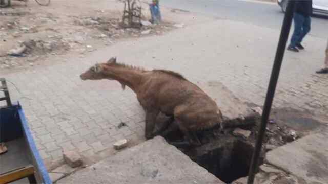 कपूरथलाः जंगली सांभर ने मचाया उत्पाद, कई वाहन किए क्षतिग्रस्त