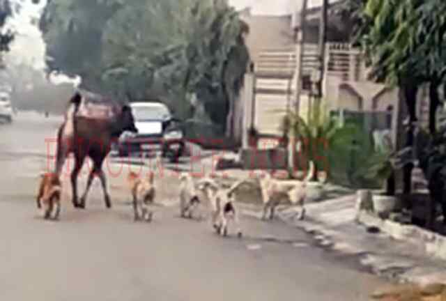 जालंधरः इस इलाके में सांबर के आने से मचा हड़कंप