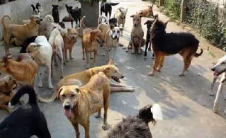 आवारा कुत्तों को लेकर हाईकोर्ट ने सरकार और AWBI को जारी किया नोटिस