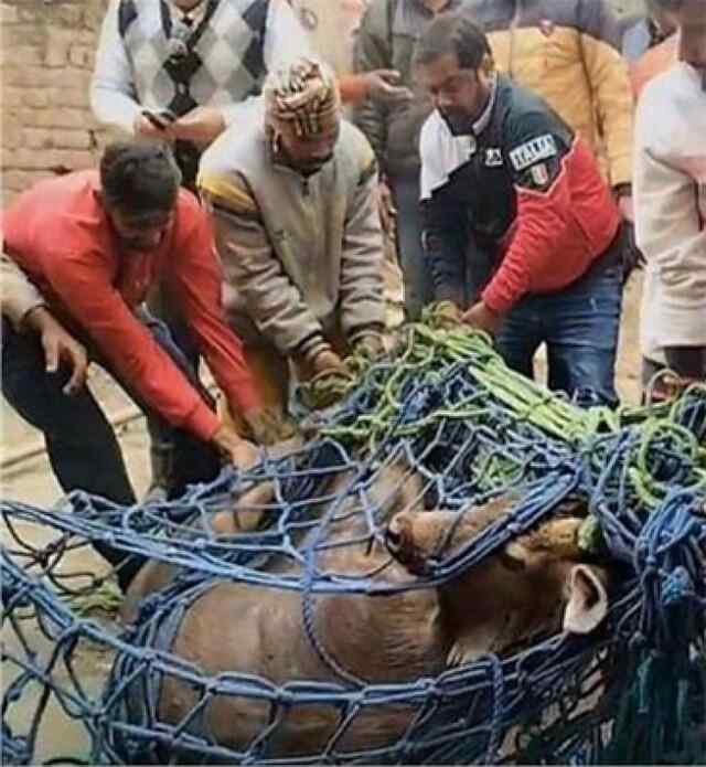रिहायशी इलाके में घुसा बारहासिंगा, इलाके में दहशत का माहौल