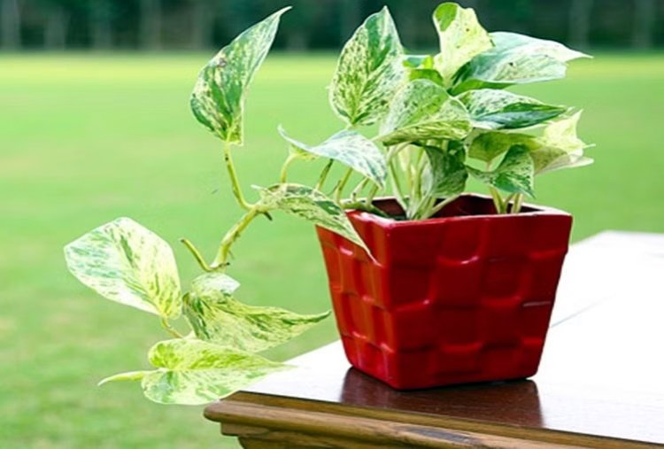 Money Plant लगाते समय ध्यान रखें ये बातें, नहीं तो लाभ की बजाए हो सकता है नुकसान