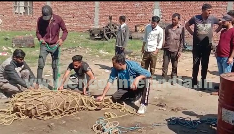 जालंधरः इस इलाके में आया सांबर, लोगों में दहशत का माहौल, देखें वीडियो