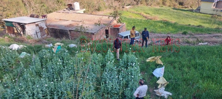 अफीम की खेती पर सीएम फ्लाइंग टीम की छापेमारी