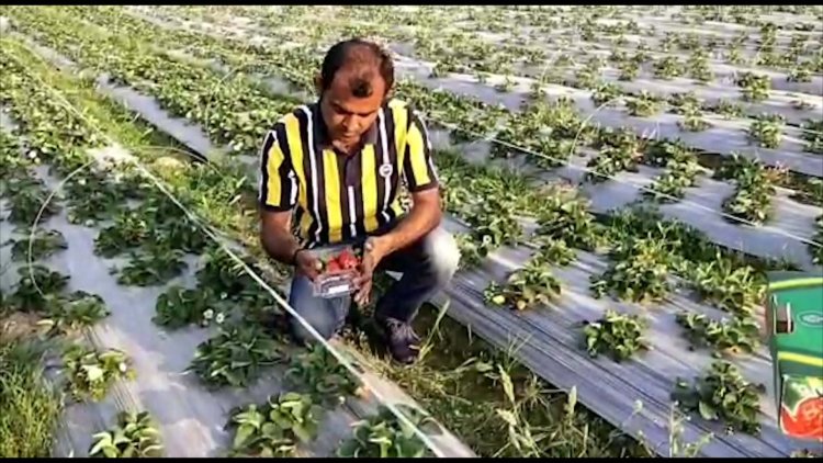 Exclusive: नौकरी छोड़ नौजवान कर रहा फ्रूट की खेती, किसानो के लिए बना मिसाल, देखें वीडियो