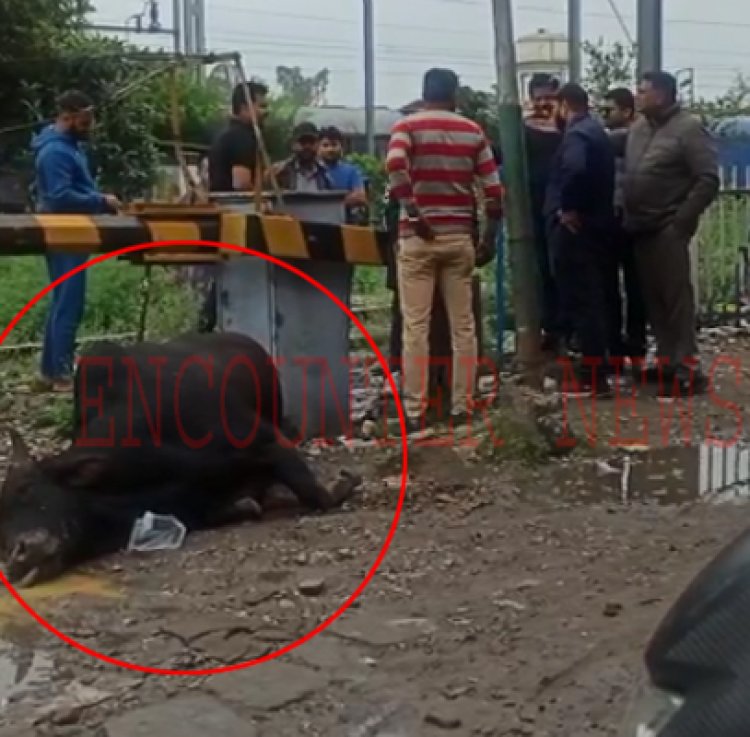 जालंधरः दर्दनाक हादसा, फाटक के पास करंट आने से गाय की मौत! देखें वीडियों
